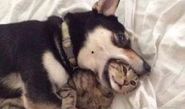 二狗爆料内容整理视频,视频内容深度解析